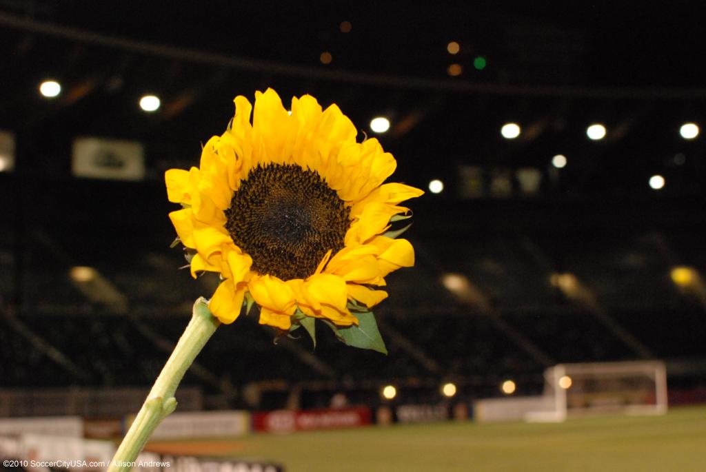 Timbers fall to Austin, again, by a 3-1 score this time